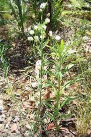 Image result for Conyza