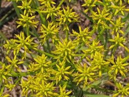 Image result for Nesaea ramosa