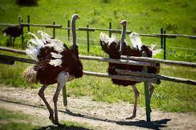 Petting zoo in queen creek, arizona. Have An Adventure Helping Out On Our Ostrich Farm And Petting Zoo Near Varna Bulgaria