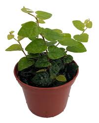 Hirt S Gardens Garyficuspg25 Green Creeping Fig Plant Terrarium Fairy Garden Ficus Pumila 2 5 Pot