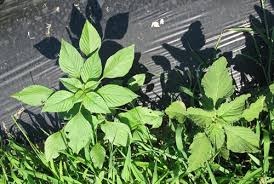 Plants with mature seeds should be bagged before being removed and destroyed. Weed Profile Pigweeds Amaranthus Spp Eorganic