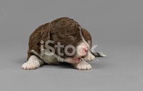 These hardy dogs can endure both these dogs are energetic and lively and are in their glory when allowed to romp and play. Cute Pure Breed Spanish Water Dog New Born Puppy Stock Photos Freeimages Com