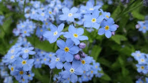 They look spectacular when interplanted with spring bulbs and alongside other shade. Forget Me Not Flowers Care Secrets 101 Plantophiles