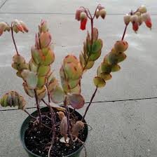 Kalanchoes will perish if overwatered, so be sure to allow the soil to dry. Kalanchoe Marnieriana Marnier S Kalanchoe In Gardentags Plant Encyclopedia