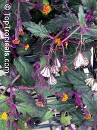 Image result for Gynura