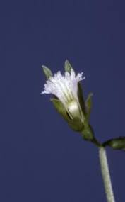 Image result for Nervilia sp.no.4