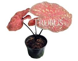 Cat Tumpah Di Daun Keladi Thehijau Com