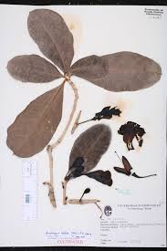 Image result for Ateleia herbert-smithii