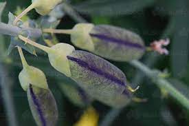 Productive, easy to grow and harvest. Image Of Close Up Of Three Purple And Green Flower Seed Pods Austockphoto