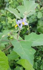 Image result for Solanum anguivi