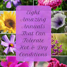 Planting tips for perennial flowers that bloom all summer. 8 Awesome Heat And Drought Tolerant Annual Flowers And Plants Dengarden