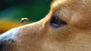 What To Do If Your Dog Gets Stung By A Bee Dog Bee Sting Pets South African Mastiff