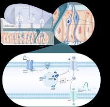 Image result for Drug-Induced Olfactory Dysfunction