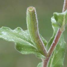 Image result for Oenothera indecora