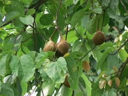 Image result for Pterygota