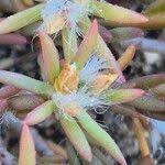 Image result for Portulaca foliosa