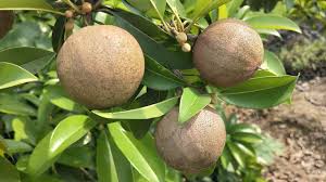 Pak choi (brasica rapa var chinensis) is a leafy vegetable that originated from south china. Sapodilla Chikoo Plant Flower Fruit Supplier In All Over India Contact 9333227579 Youtube