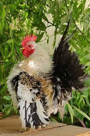 Ayam cemani is a very exotic and rare chicken which is native to indonesia, exactly in kedu, temanggung, central java, indonesia. Serama Chicken Eggs Height Size And Raising Tips