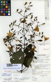 Image result for Mimulopsis