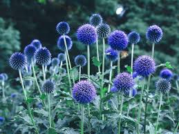 Image result for globe thistle
