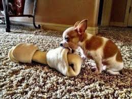 It S Not The Size Of The Dog In The Fight It S The Size Of The Fight In The Dog Cute Animals Funny Animal Pictures Tiny Dogs