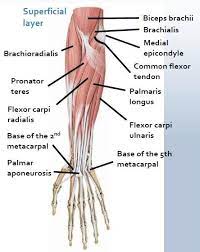 This picture also contains other parts such extensor carpi radialis long, medial epicondyle of humerus, lateral epicondyle of humerus, olecranon of the ulna, extensor carpi ulnarıs, extensor dıgıtorum, flexor carpi ulnaris, extensor retinaculum, tendons of extensor digitorum and so on. Human Forearm Tendon Detail Google Search Biceps Brachii Anatomy And Physiology Muscle