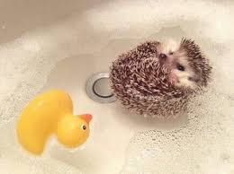 Cassie giving her hedgehog hazel a bath видео hazel the hedgehog takes a bath канала swtgrlx702. Baby Hedgehog Floating In A Bath Cute Hedgehog Cute Little Animals Hedgehog Pet