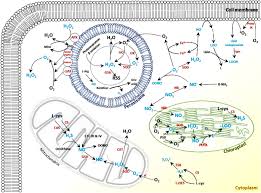Select from premium cat cell phone images of the highest quality. Reactive Oxygen Nitrogen Carbonyl And Sulfur Species And Their Roles In Plant Abiotic Stress Responses And Tolerance Springerlink