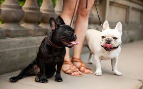 French bulldogs are sensitive to heat. French Bulldog Craze Is Producing Seriously Ill Puppies Leading Vets Warn