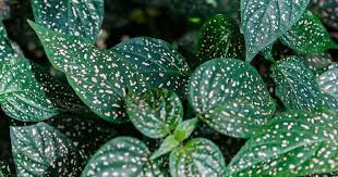 When it comes to watering polka dot plants, they like the soil to be lightly moist at all times but never soggy. Polka Dot Plant Care Tips Growing The Hypoestes Phyllostachya