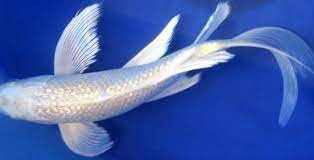Ikan mas komet rain garden. Jenis Ikan Koi Slayer Si Primadona Yang Populer
