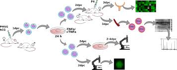 The old listing, v2.0.4, is being deprecated soon. Frontiers Differential Signals From Tnfa Treated And Untreated Embryos In Uterine Tissues And Splenic Cd4 T Lymphocytes During Preimplantation Pregnancy In Mice Veterinary Science