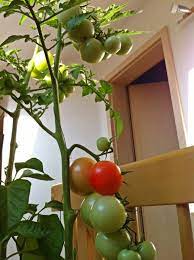 How To Grow Tomatoes Indoors Growing Tomatoes Indoors Growing Tomatoes In Containers Growing Tomatoes