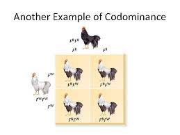 In codominance, however, neither allele is recessive and the phenotypes of both alleles are expressed. Genetics Codominance Incomplete Dominance Warm Up What Happens