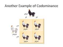 Codomiance in genetics refers to: Genetics Codominance Incomplete Dominance Warm Up What Happens