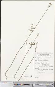 Image result for Hibiscus sidiformis