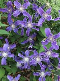 Plant that roots are in shade, tops in the. Clematis Sapphire Indigo Pp 17012 Sapphire Indigo Bush Clematis For Sale 22 00 Plant Delights Nursery