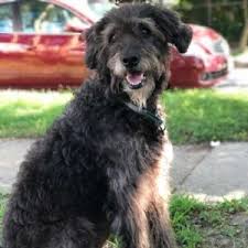 Maybe you would like to learn more about one of these? Shepadoodle Dog Breed Info German Shepherd Poodle Mix