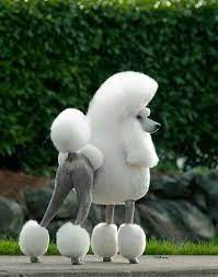 Bred To Retrieve Waterfoul In Frigid German Waters The Standard Poodle S Fussy Haircut Kept Him Afloat While Protec Poodle Haircut Poodle Grooming Poodle Dog