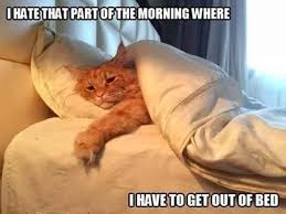 My Number One Cutie Patootie 19th January 2018 We Love Cats And Kittens In 2020 Cat Quotes Funny Funny Cat Memes Cat Memes