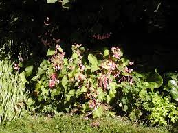 Check spelling or type a new query. Begonia Grandis Wikipedia