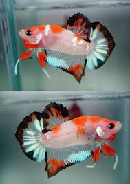 Pin On Fish