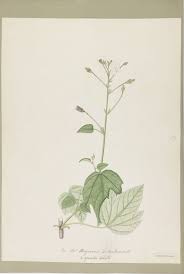 Image result for Hibiscus lobatus