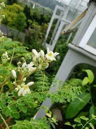 Image result for Moringa oleifera