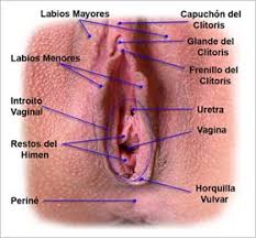 Dudas Gine Anatomia Genital Femenina