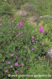 Repeat on all the stems. Geranium Storchschnabel Gartnern Mit Stauden