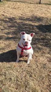 Sugar Land Animal Shelter Dogs Home Facebook