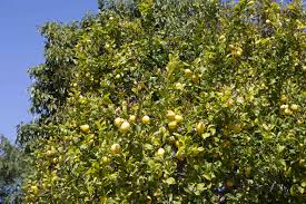 Make sure your trees get at least 6 hours of sunlight a day. How To Grow Lisbon Lemon Trees