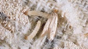 Complete Life Cycle Of Clothes Moth On A Wool Rug Youtube