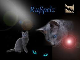 Just browse through our collection of more than 40 hight resolution wallpapers and download them for free for your desktop or phone. Warrior Cats Wallpapers Top Free Warrior Cats Backgrounds Wallpaperaccess